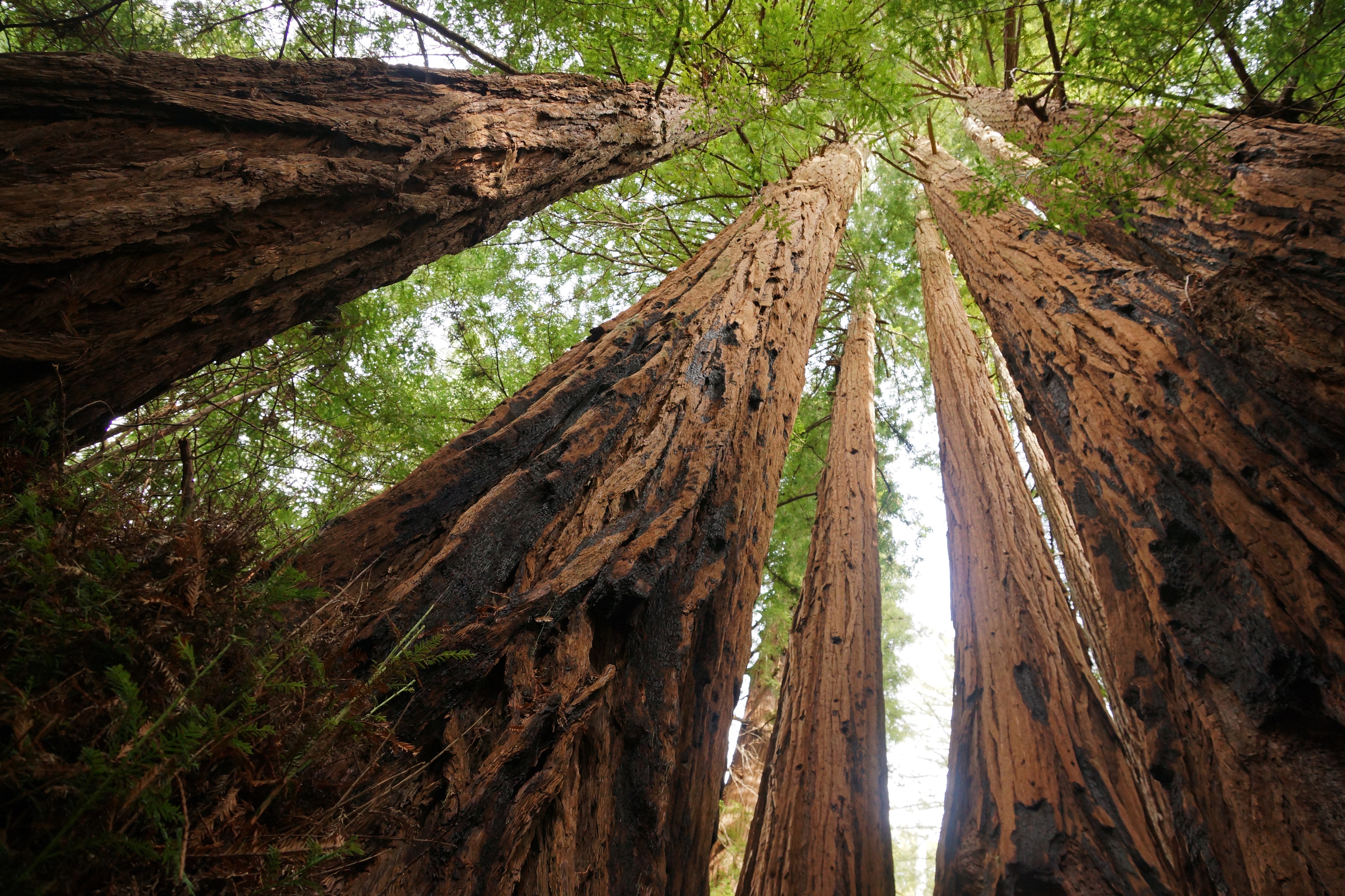 image of a redwood